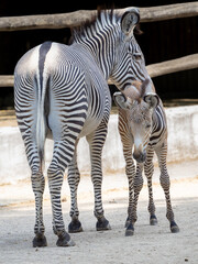 Zebra