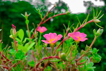 Bright portulaca pink flowers with Green leaves.