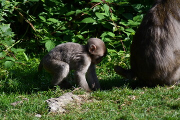 
MACACHI GIAPPONESI DI MINOO, PRESSO AFFENBERG DI LANDSKRON, AUSTRIA.
