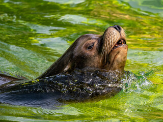 Fototapeta premium Robbe