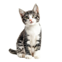 Obraz premium cut little cat sitting isolated on a transparent background