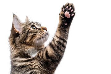 Close-up of playful tabby cat reaching out with paw. Isolated on transparent background. perfect for pet-themed designs or cat lover content.
