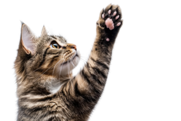 Close-up of playful tabby cat reaching out with paw. Isolated on transparent background. perfect for pet-themed designs or cat lover content.