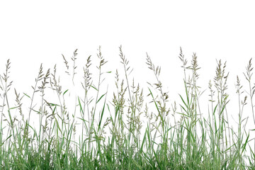 Close-up of tall grass swaying in the wind, showing the beauty and simplicity of nature in a serene outdoor setting.