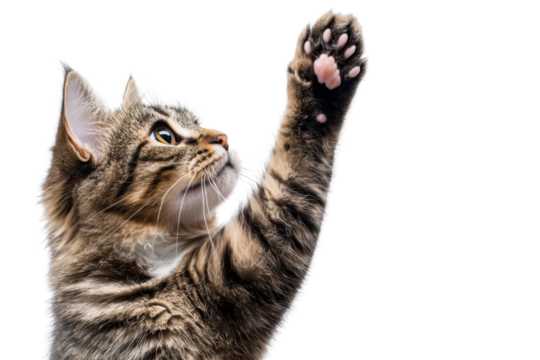 Close-up of playful tabby cat reaching out with paw. Isolated on transparent background. perfect for pet-themed designs or cat lover content.