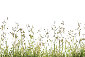 Close-up of wild grass against a transparent background, perfect for nature-themed designs and projects. Ideal for seasonal and outdoor visuals.