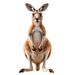 Fototapeta premium Portrait of a kangaroo full body, standing front view, isolated on transparent background, Red Kangaroo Joey Standing on White Background, png kangaroo