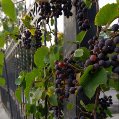 grapes 1:1