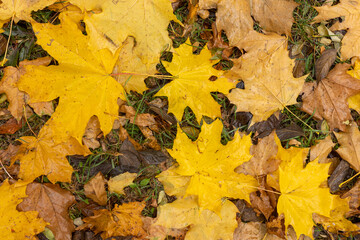 Yellow maple leaves fallen from a tree on the ground