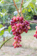 Close-up of a bunch of grapes on a vine