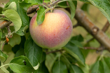 Pink apple on a branch with green leaves