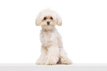 Calm furry pet sitting against white studio background. Cute purebred Maltese. Funny little muzzle. Concept of grooming cervices and veterinaries, pet lovers, friendship.