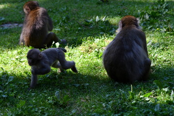 
MACACHI GIAPPONESI DI MINOO, PRESSO AFFENBERG DI LANDSKRON, AUSTRIA.

