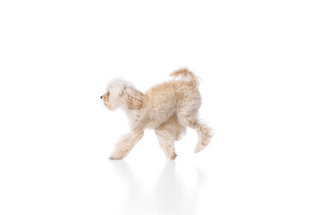 Leaping of happiness. Funny, purebred, furry Maltese jumps in mid-air against white studio background. Concept of grooming cervices and veterinaries, pet lovers, friendship.