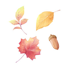 落ち葉とどんぐり