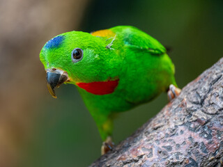 Blaukronenpapageichen