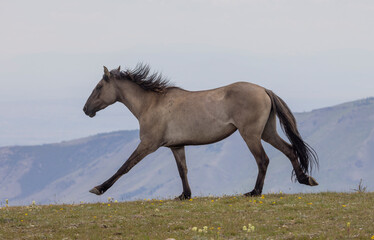 Beautiful Wild Horse in Suimmer int he Pryor Mountains Montana