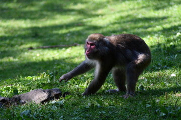 
MACACHI GIAPPONESI DI MINOO, PRESSO AFFENBERG DI LANDSKRON, AUSTRIA.
