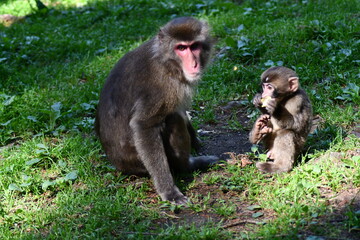 

BABY MACACHI GIAPPONESI DI MINOO, PRESSO AFFENBERG DI LANDSKRON, AUSTRIA.
