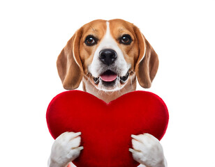 happy beagle dog holding red heart valentines day gift isolated white background