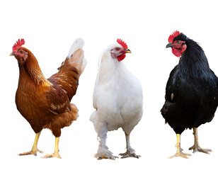 collection three white black brown chicken animal bundle isolated white background transparent png