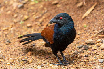 greater coucal