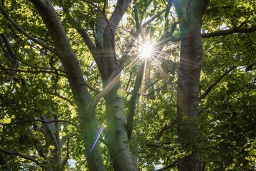 Fototapeta premium Sunlight filtering through lush green forest trees