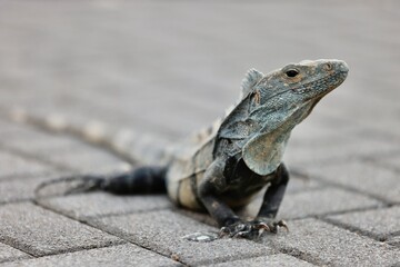 Close-up of an iguana on a paved surface