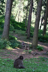 
MACACHI GIAPPONESI DI MINOO, PRESSO AFFENBERG DI LANDSKRON, AUSTRIA.
