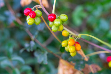 Colorful Berries of Toxic Bittersweet Nightshade Plant in Woodland