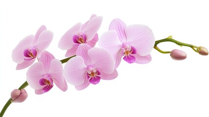 Elegant pink orchid blossoms showcasing purple veins in full bloom against a soft white backdrop