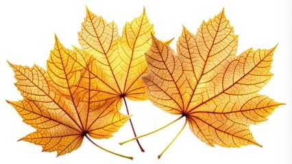 Golden autumn leaves with delicate veins and stems isolated on a clean white background, showcasing their intricate natural beauty and vibrant fall colors.