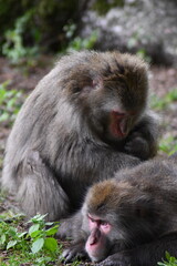 
MACACHI GIAPPONESI DI MINOO, PRESSO AFFENBERG DI LANDSKRON, AUSTRIA.
