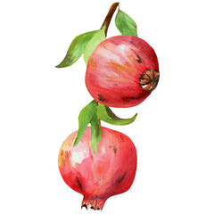 Handdrawn watercolor pomegranate on branch