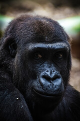 Obraz premium More than animal 