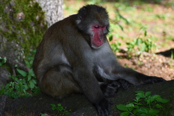 MACACHI GIAPPONESI DI MINOO, PRESSO AFFENBERG DI LANDSKRON, AUSTRIA.
