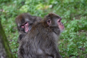 Fototapeta premium MACACHI GIAPPONESI DI MINOO, PRESSO AFFENBERG DI LANDSKRON, AUSTRIA. 