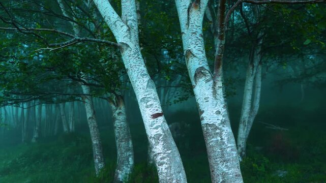 Birch forest in the mist in spring in the Collados del As&oacute;n Natural Park. Aerial view from a drone. Hills of Ason Natural Park. Soba Valley, Cantabria, Spain, Europe