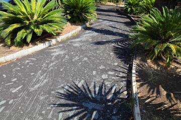 Volcanic ash in public park of Giarre, Catania