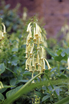 Closeup of yellow Cape figwort blooms, Derbyshire England

