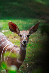 Antelope on guard