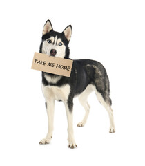 Cute Siberian Husky dog holding sign Take Me Home on white background. Pet adoption
