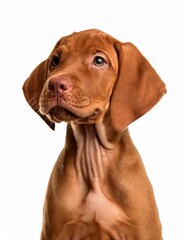 笑顔のショートヘアード・ハンガリアン・ビズラの子犬のポートレート（Portrait of a smiling Shorthaired Hungarian Vizsla puppy on white background）
