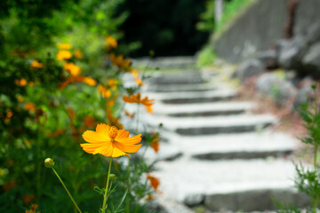 道端に咲いたキバナコスモスの花