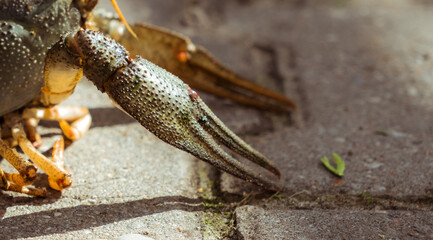 Live freshwater crayfish close-up. Green shell and claws. Long antennae. His eyes bulged. River Crawfish