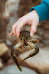 Live freshwater crayfish in child hand close-up. Green shell and claws. Long antennae. His eyes bulged. River Crawfish