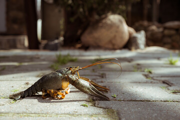 Live freshwater crayfish close-up. Green shell and claws. Long antennae. His eyes bulged. River Crawfish