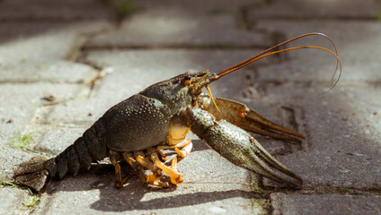 Live freshwater crayfish close-up. Green shell and claws. Long antennae. His eyes bulged. River Crawfish