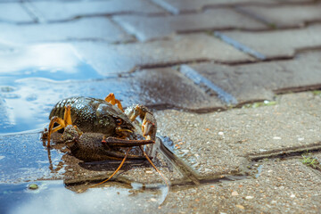 Live freshwater crayfish under spraying water close-up. Green shell and claws. Moves his long antennae. His eyes bulged. Moving river Crawfish