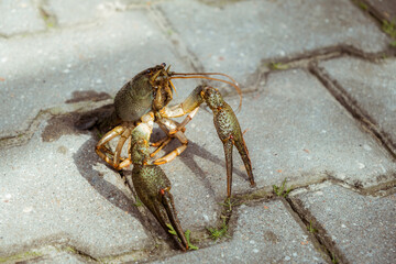 Live freshwater crayfish close-up. Green shell and claws. Long antennae. His eyes bulged. River Crawfish